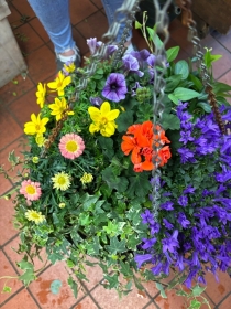 Hanging Baskets