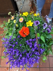 Hanging Baskets