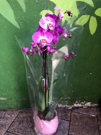 Double Orchid in Vase