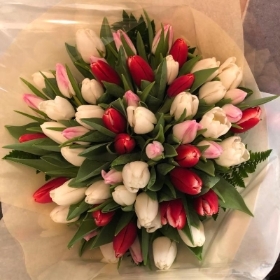 50 Tulips with Love